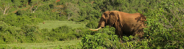 Aberdares Nationaal Park Kenia