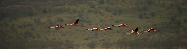 Nakuru Nationaal Park