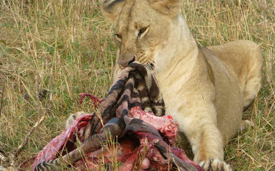 Leeuw Masai Mara zebra kill