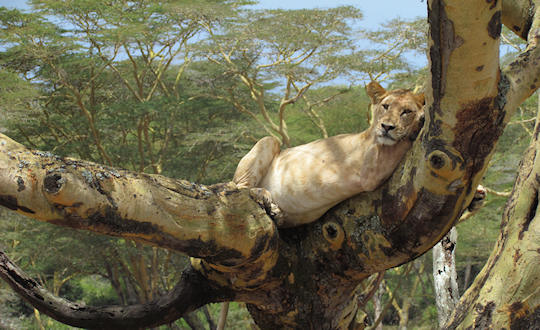 Leeuw Nakuru Kenia