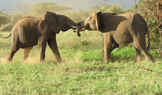Prive safari rondreis - Olifanten Masai Mara