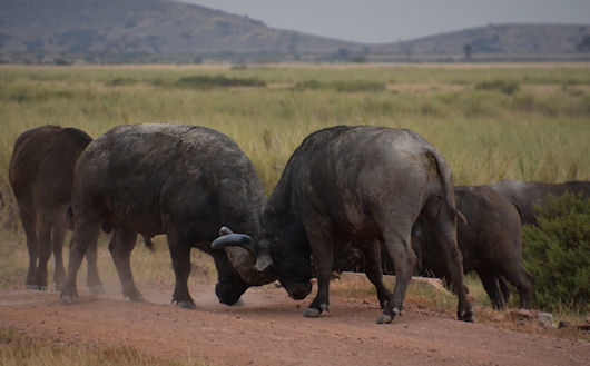 Amboseli Kenia buffelgevecht