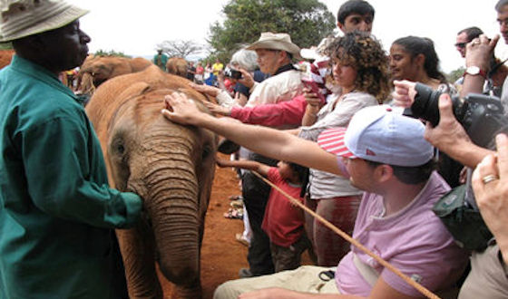 Daphne Sheldrick olifanten opvang