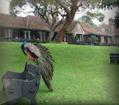 OnsKenia, Aberdares Country Club en golfbaan nabij Aberdares nationaal park Kenia