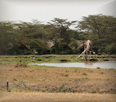 Sweetwaters tented camp op de achtergrond met een giraf bij de drinkwaterplaats