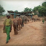 Peetouderreis adoptie olifanten Juni