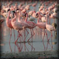 Kenia prive rondreis | 7 daagse Flamingo safari