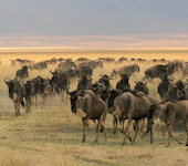 Serengeti nationaal park Tanzania