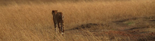 rondreis aanbiedingen Kenia - Twiga Safari 14 daagse rondreis