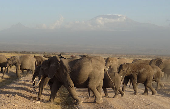 Priv mindervalide reis safari Kenia 