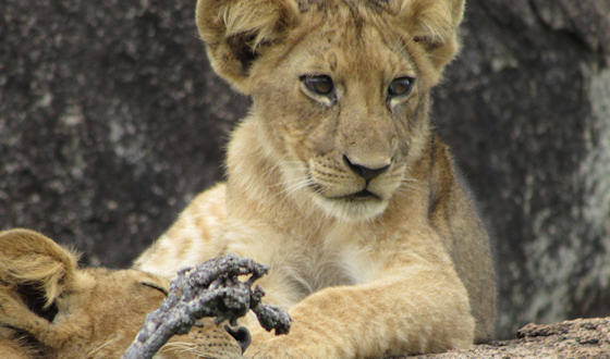 Serengeti - Tanzania