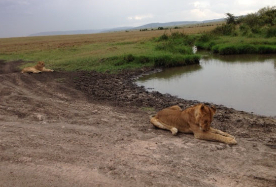 Privé Safari Kenia - Februari 2019