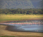 Lake Manyara nationaal park Tanzania