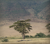 Ngorongoro krater, Ngorongoro nationaal park Tanzania