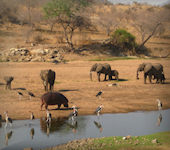 Mdonya River Camp, Ruaha Nationaal Park Tanzania