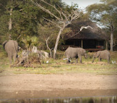 Siwandu Selous , Nyerere nationaal park Tanzania
