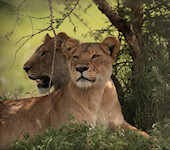 Leeuwen Serengeti nationaal park